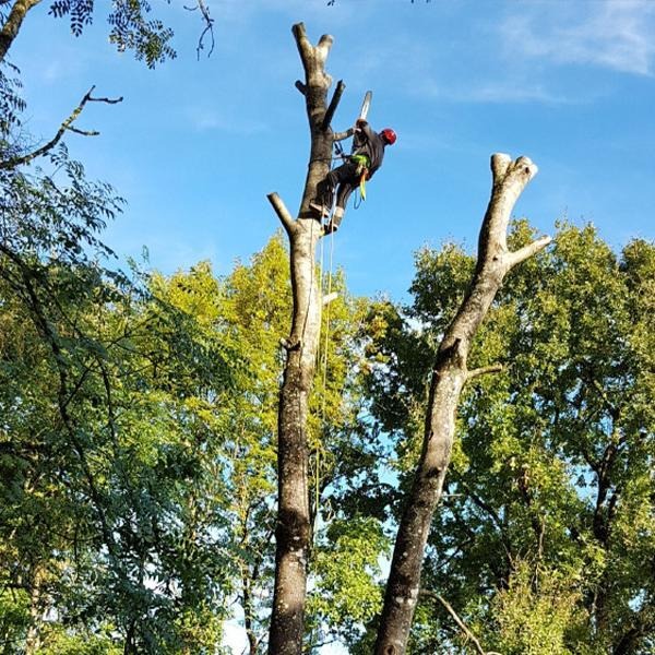 AM Élagage, votre élagueur et paysagiste à Moncoutant-sur-Sèvre (79)